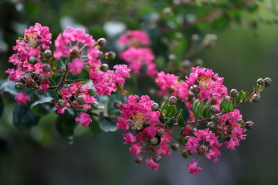 Close-up of pink flowering plant