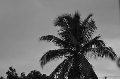 Low angle view of palm trees against sky