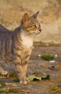 Cat standing in a field