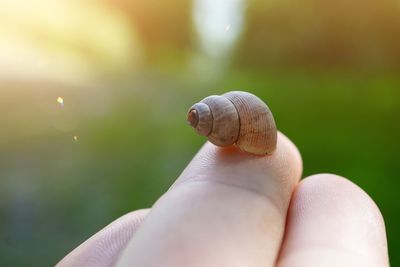 Little snail on the ground in the nature