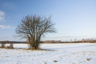 Bare tree on snow covered field against sky