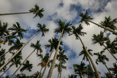 Low angle view of coconut palm trees against sky