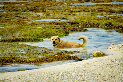 Portrait of dog in the water