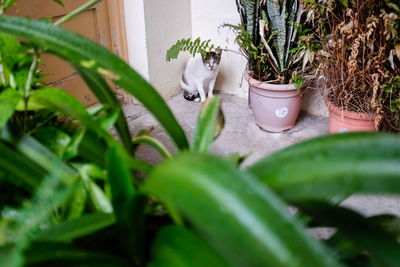 Close-up of potted plants in yard