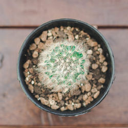 High angle view of succulent plant on table