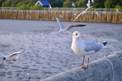 Seagulls flying over the water