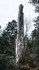 Low angle view of trees on field against sky