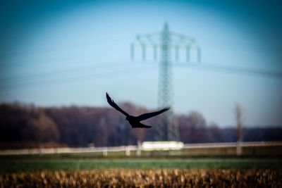 Bird flying against sky