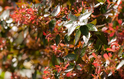 Close-up of red leaves on tree