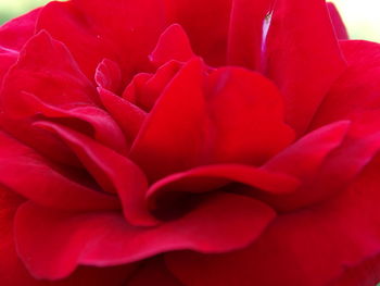 Close-up of red rose