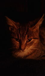 Close-up portrait of cat relaxing on black background