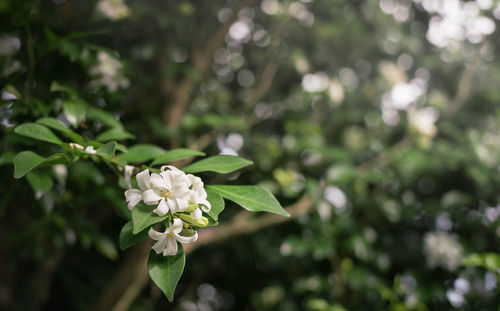 Close-up of flowers blooming outdoors