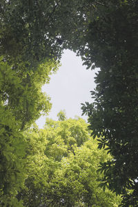 Low angle view of trees in forest against sky