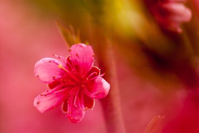 Close-up of a peach tree flowering 