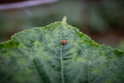 Close-up of ladybug on leaf