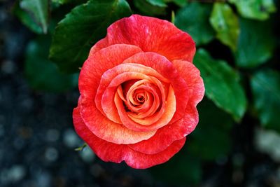 Close-up of red rose