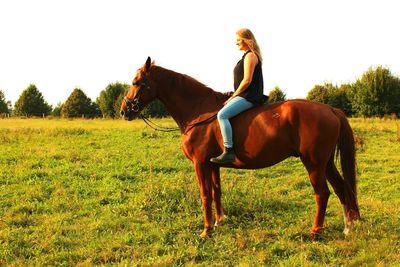 Horses grazing on grassy field