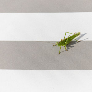 High angle view of insect on wall