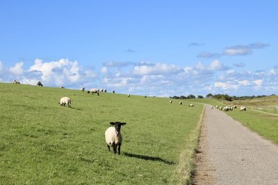 Cows grazing on field against sky