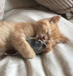 Close-up of cat sleeping on bed