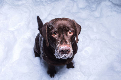 High angle view portrait of dog sitting on snow