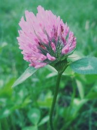 Close-up of pink flowering plant on field