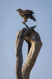 Low angle view of eagle perching on tree against sky