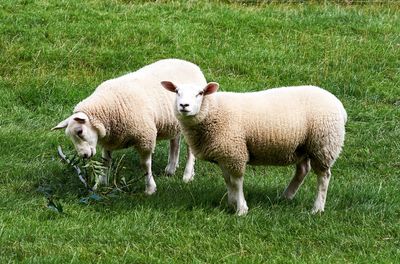 Sheep in a field