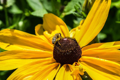 Close-up of bee on yellow flower