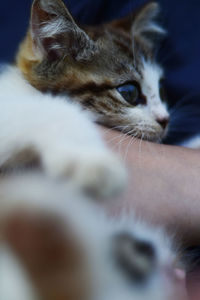 Close-up of kitten