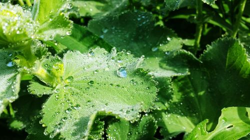 Close-up of water drops on leaves