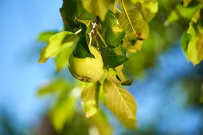 Low angle view of fruits growing on tree
