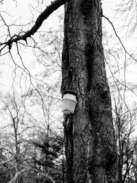 Bare trees in the forest