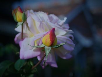 Close-up of pink flowers blooming outdoors