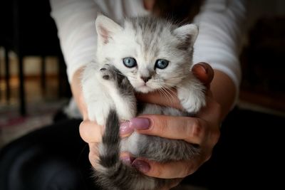 Midsection of woman holding cute kitten at home