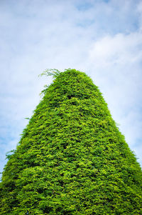 Low angle view of lichen on moss covered tree against sky