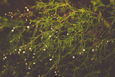 Full frame shot of raindrops on plants