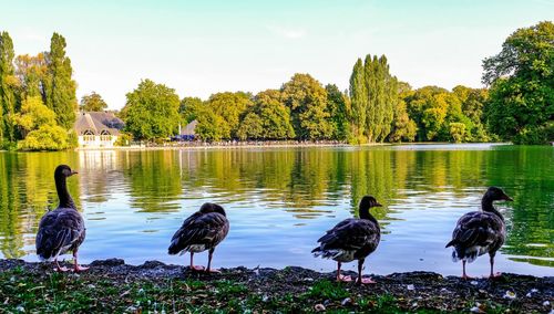 Ducks at lakeshore