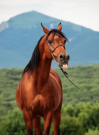 Close-up of horse on field against sky