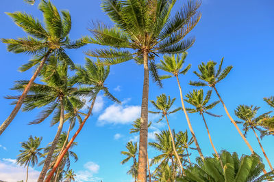 Coconut tree