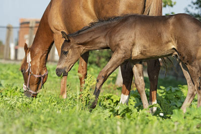 Horse grazing on field