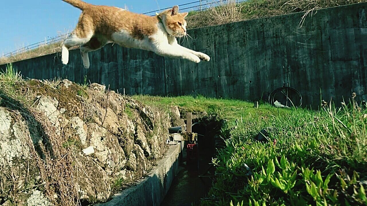 animal themes, one animal, animal, mammal, vertebrate, plant, nature, day, no people, pets, water, domestic animals, domestic, cat, feline, jumping, domestic cat, mid-air, animals in the wild, outdoors