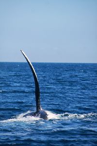 View of whale swimming in sea