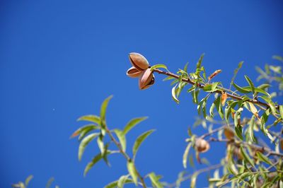 Low angle view of plants against clear blue sky