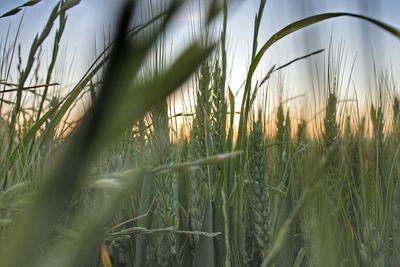 Plants growing on field