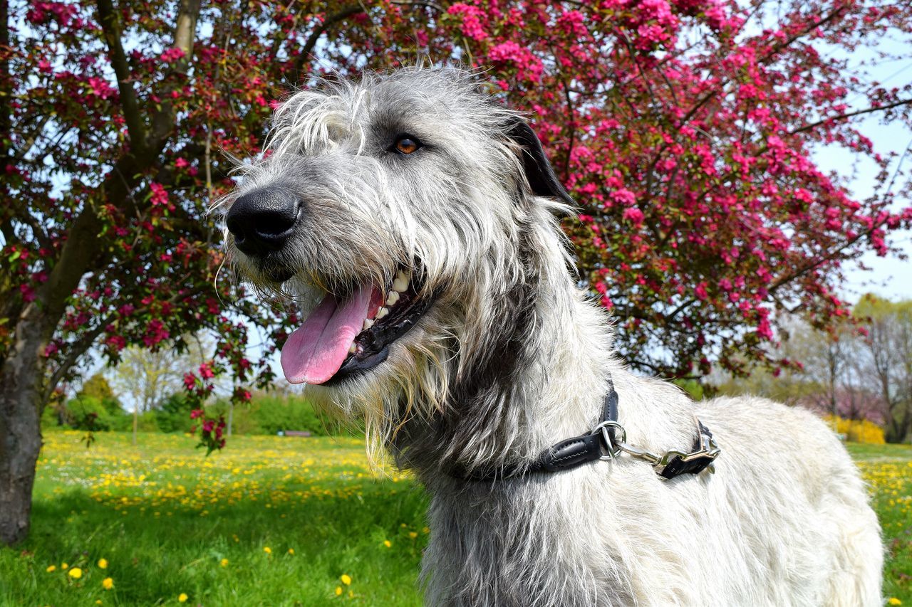 animal themes, domestic animals, one animal, grass, tree, mammal, dog, field, livestock, focus on foreground, close-up, flower, animal head, nature, horse, day, growth, outdoors, park - man made space, standing