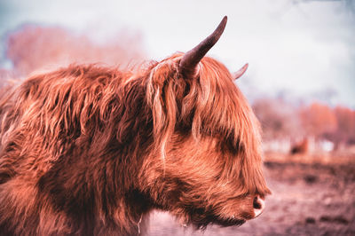 Close-up of a horse