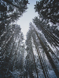 Low angle view of pine trees against sky 