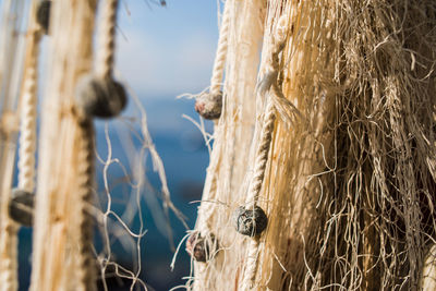 Close-up of lizard on hay