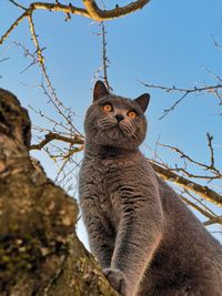 Low angle view of a cat looking away